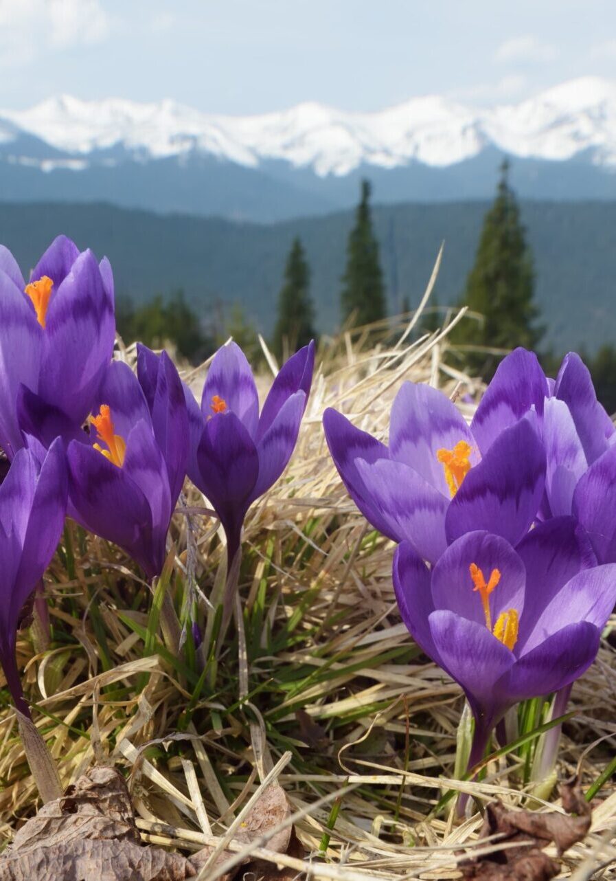 Psychological Testing - Teen Therapy Image